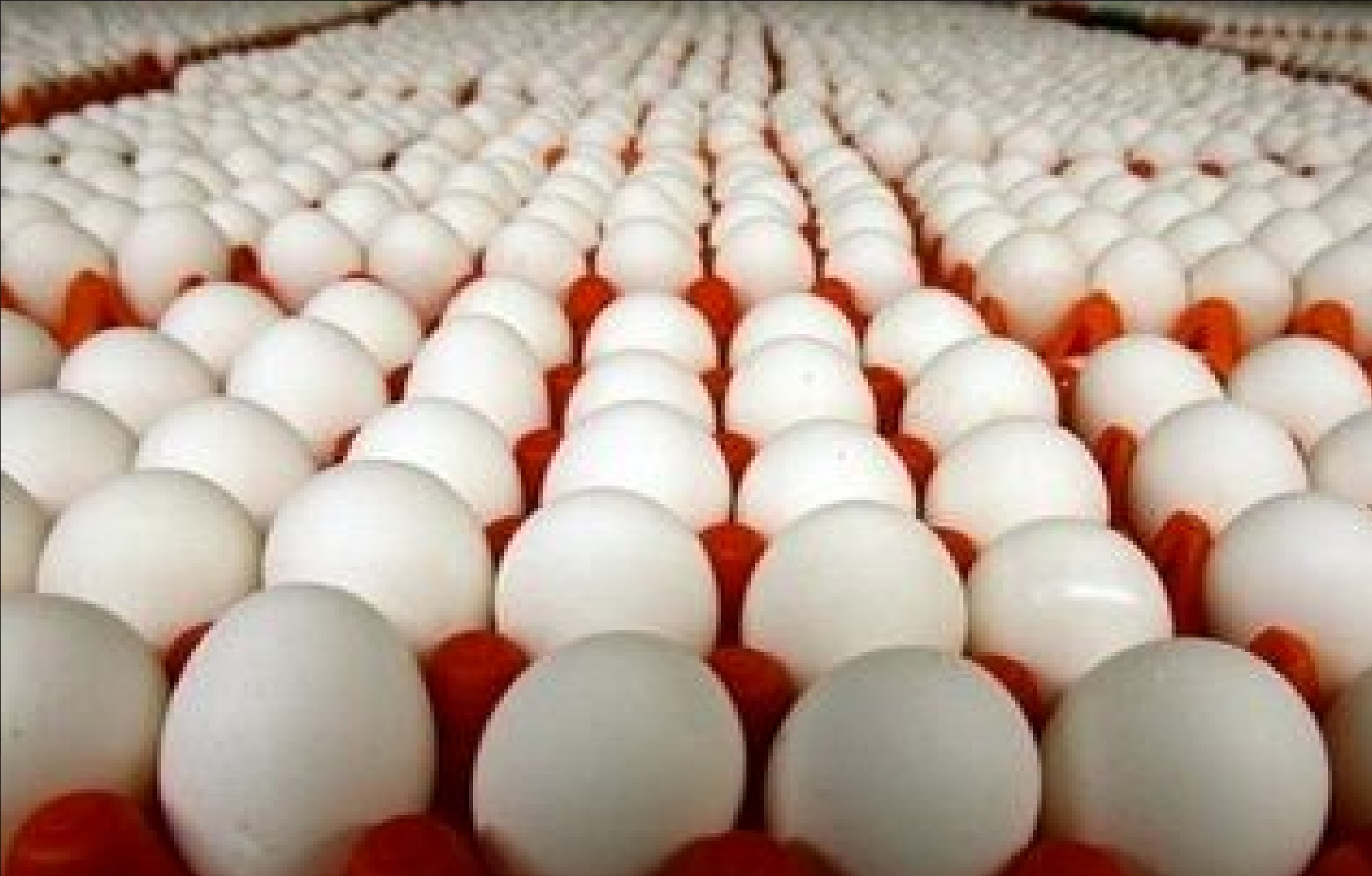 بحران زیان مرغداران؛ قیمت واقعی تخم‌مرغ چقدر باید باشد؟