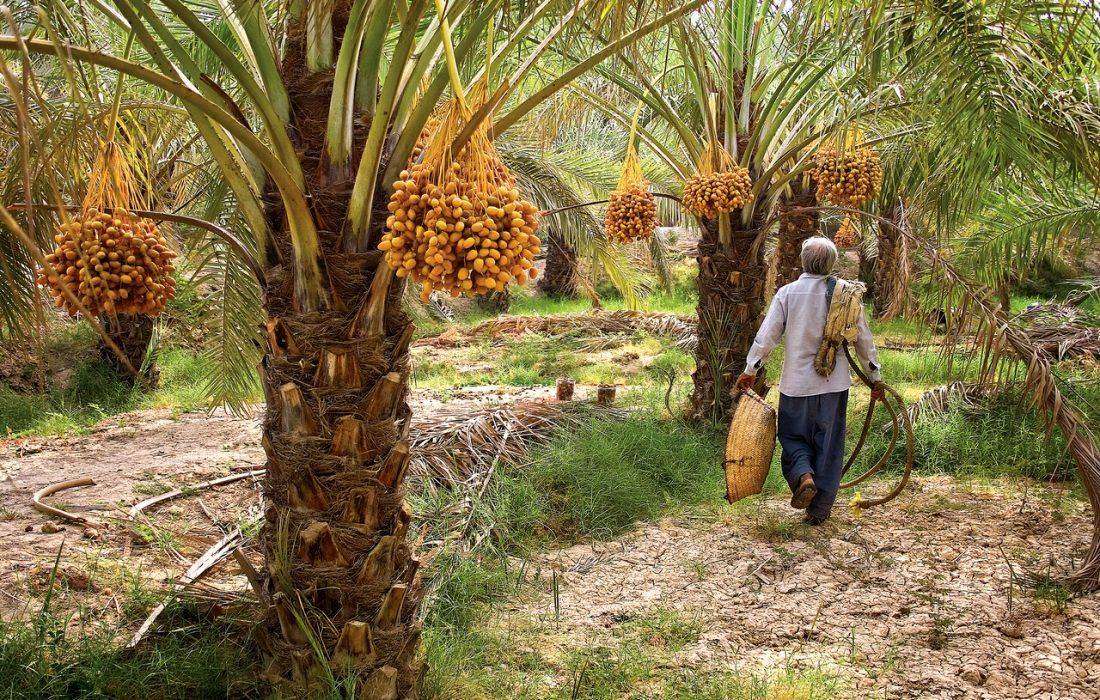 پیش‌بینی تولید ۲۰۰ هزار تن خرما در هرمزگان؛ خیز برای تسخیر بازارهای اروپا و آسیا