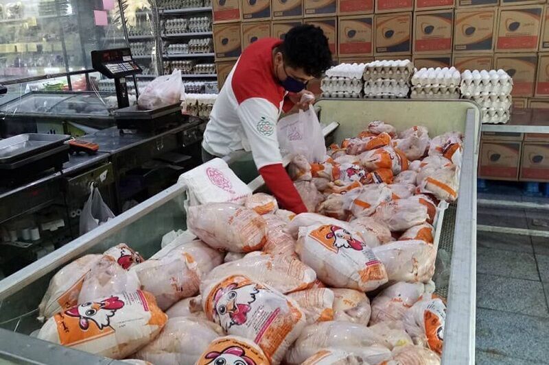 بحران مازاد تولید مرغ؛ زیان ۷۰۰ میلیاردی روزانه مرغداران و چالش‌های صادراتی
