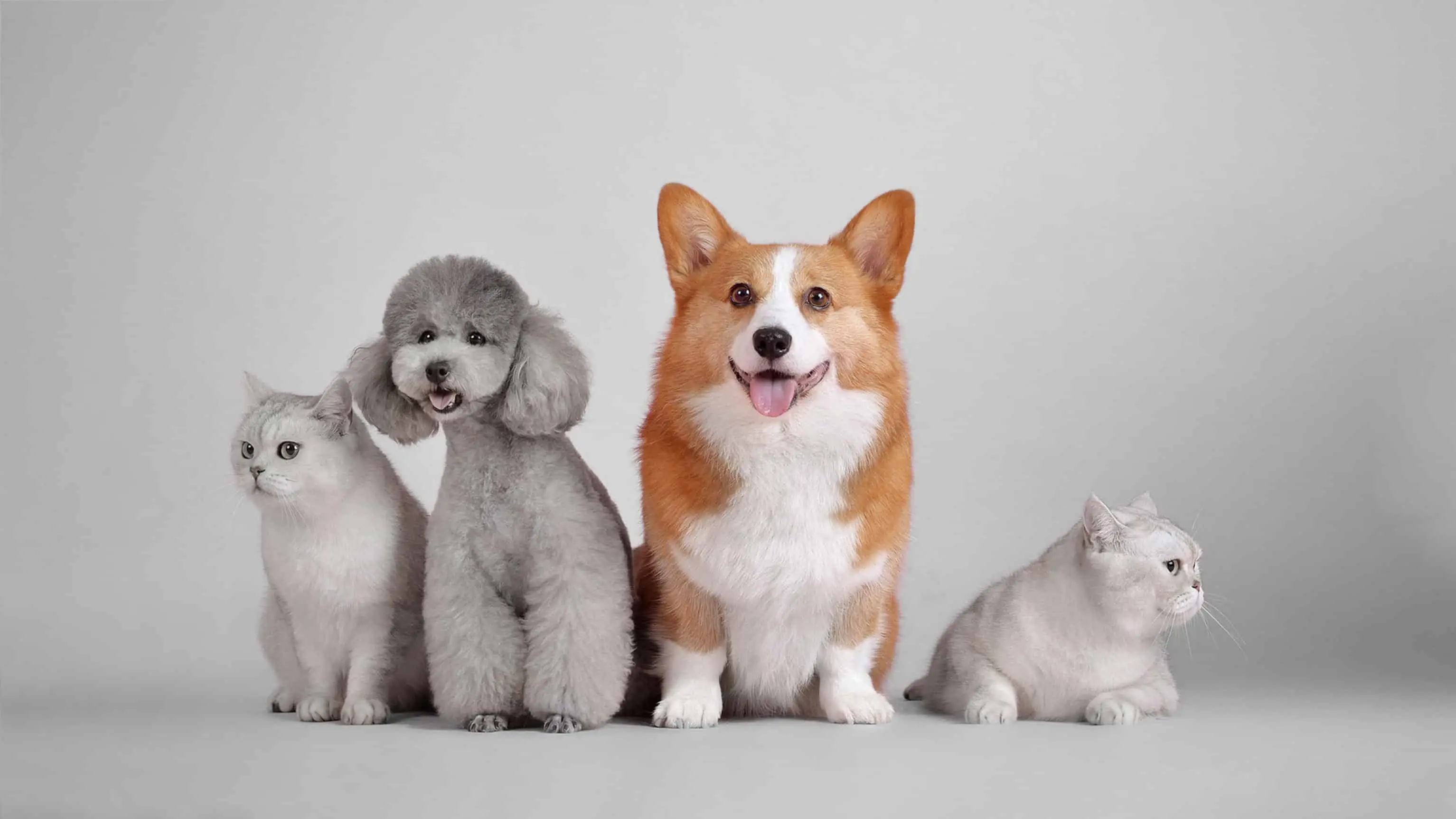 ورود آدیداس به بازار حیوانات خانگی؛ استراتژی جدید برای تسخیر بازار سبک زندگی