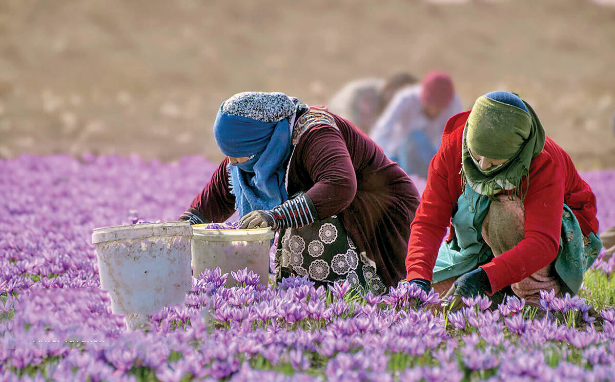 چرا ایران با وجود تولید زعفران، سهم کمی از بازار جهانی دارد؟