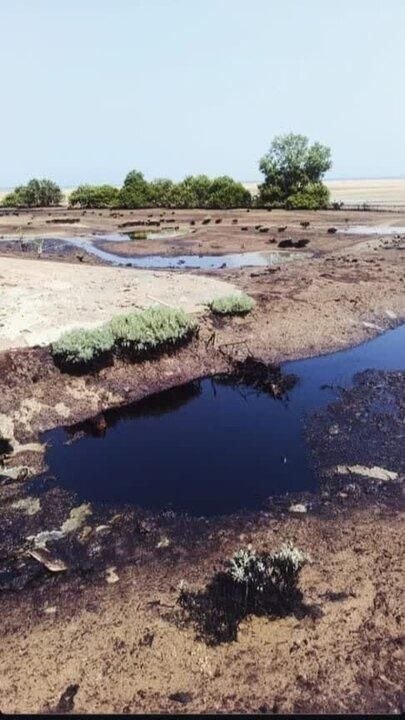 نشت نفت به جنگل‌های حرا قشم؛ زنگ خطر برای اکوسیستم حساس مانگرو