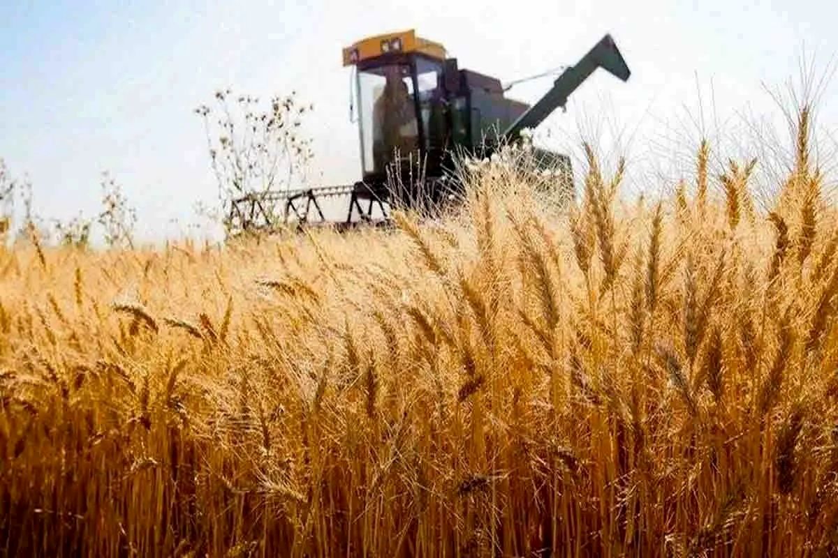 سازوکار جدید واردات گندم دامی؛ تعیین سقف ارزی و توزیع در سامانه بازارگاه