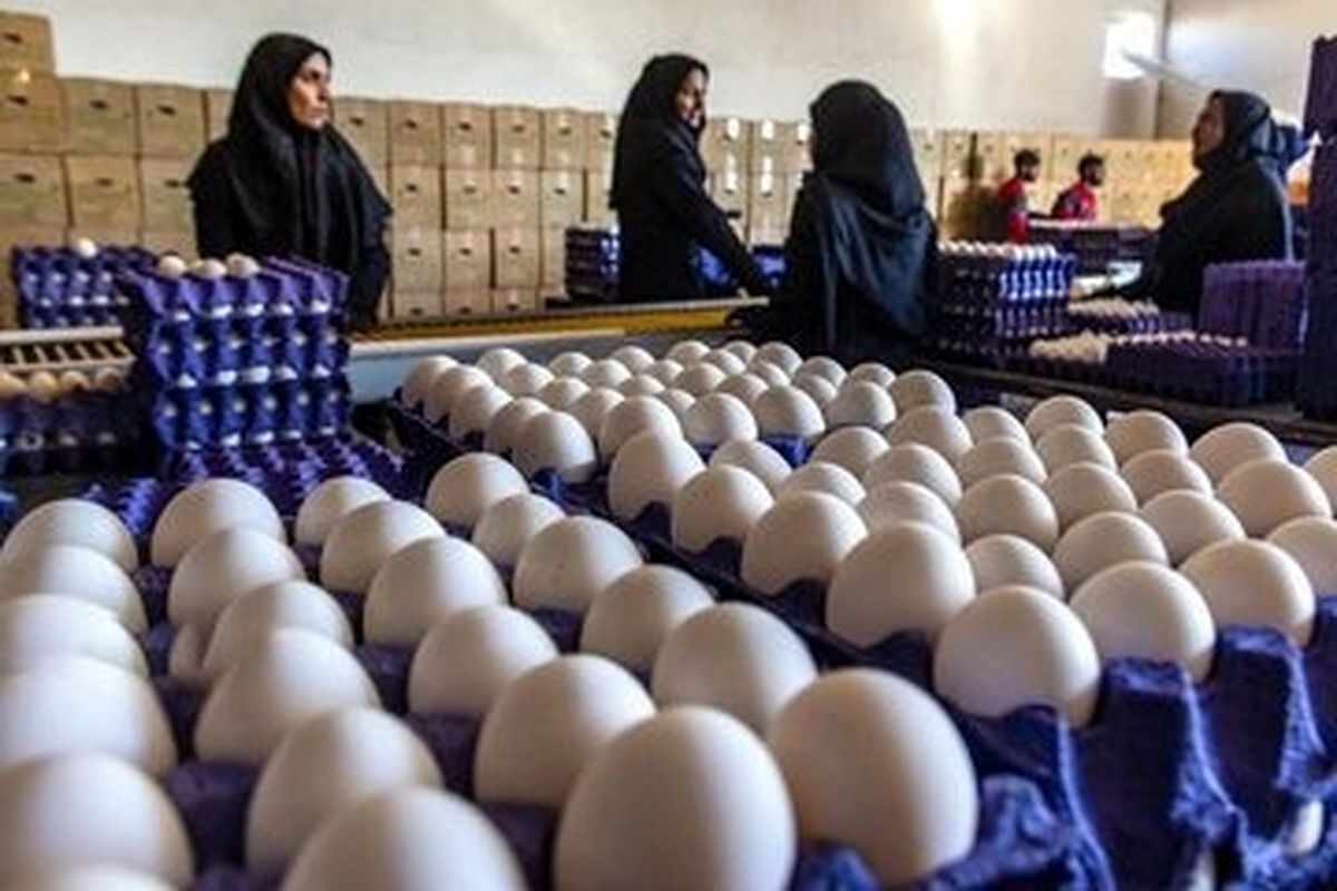 چالش مرغداران با قیمتگذاری دستوری؛ تخممرغ گران میشود؟