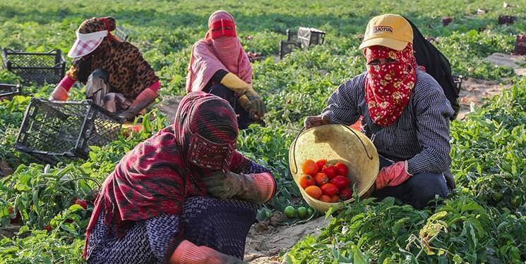 هرمزگان؛ پیشران کشاورزی جنوب با تولید ۲۱۷ هزار میلیارد تومانی