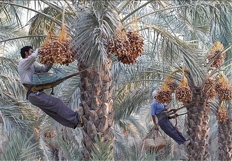 پیشبینی برداشت ۲۰۰ هزار تن خرما از نخلستانهای هرمزگان