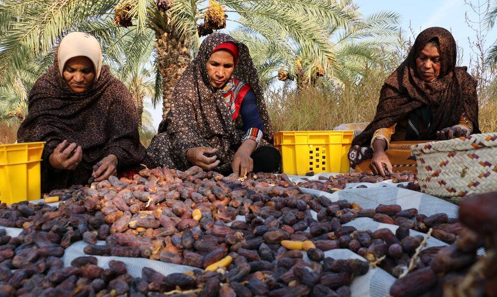 تلاش برای رفع موانع گمرکی صادرات خرمای پیارم با شفاف‌سازی ارزش‌گذاری